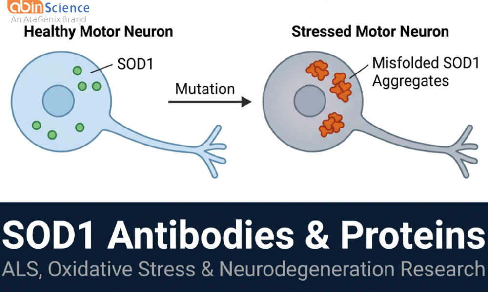SOD1 Antibodies & Proteins &mdash; Polyclonal, Nanobody & InVivoMAb for ALS Research