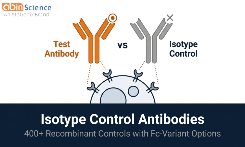 Isotype Control Antibodies &mdash; Human, Mouse & Rabbit IgG with Fc-Variant Options