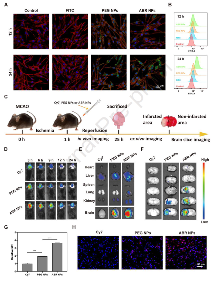 Transcytosis capability of ABR nanoparticles across the BBB