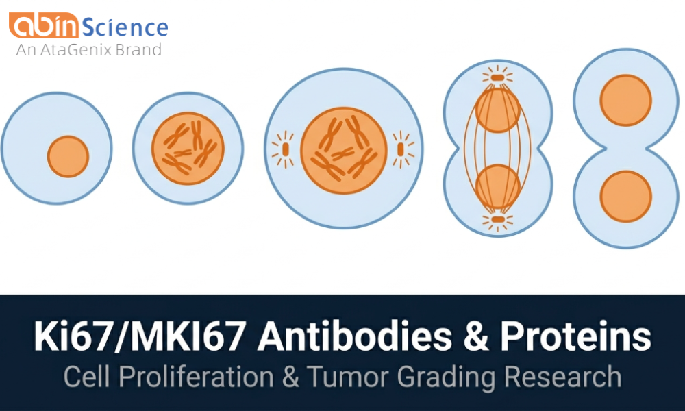  Ki67/MKI67 Antibodies & Proteins &mdash; Proliferation Marker