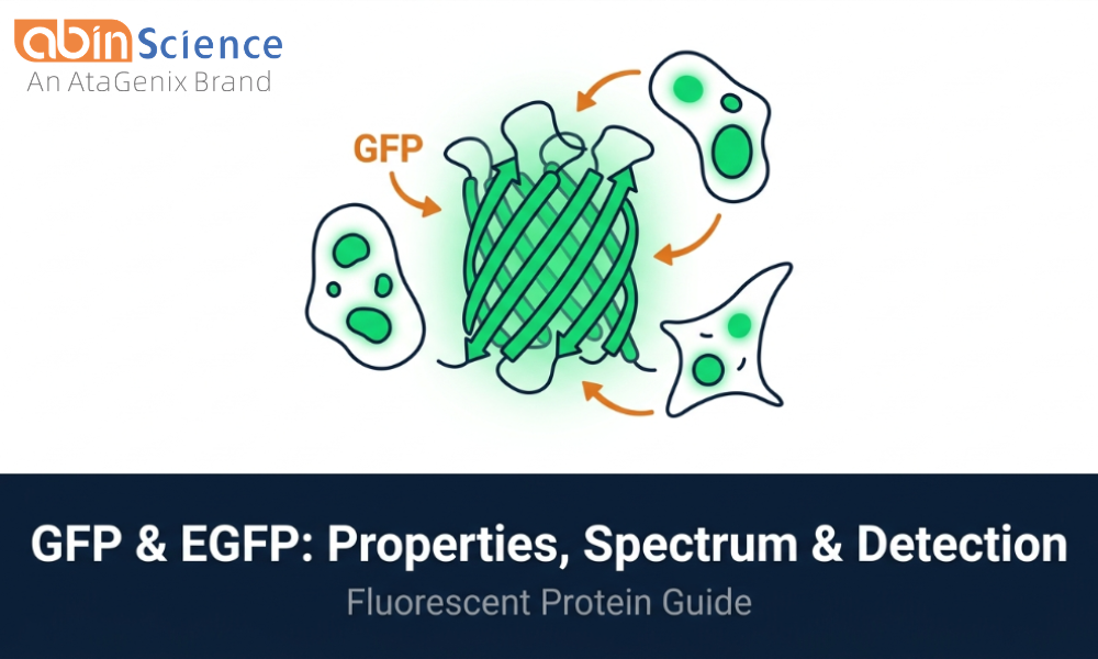  GFP & EGFP: Properties, Spectrum & Detection Antibodies