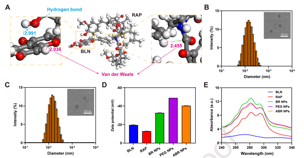 BLN and RAP self-assemble into spherical nanoparticles subsequently surface-modified with Angiopep-2 to yield ABR NPs