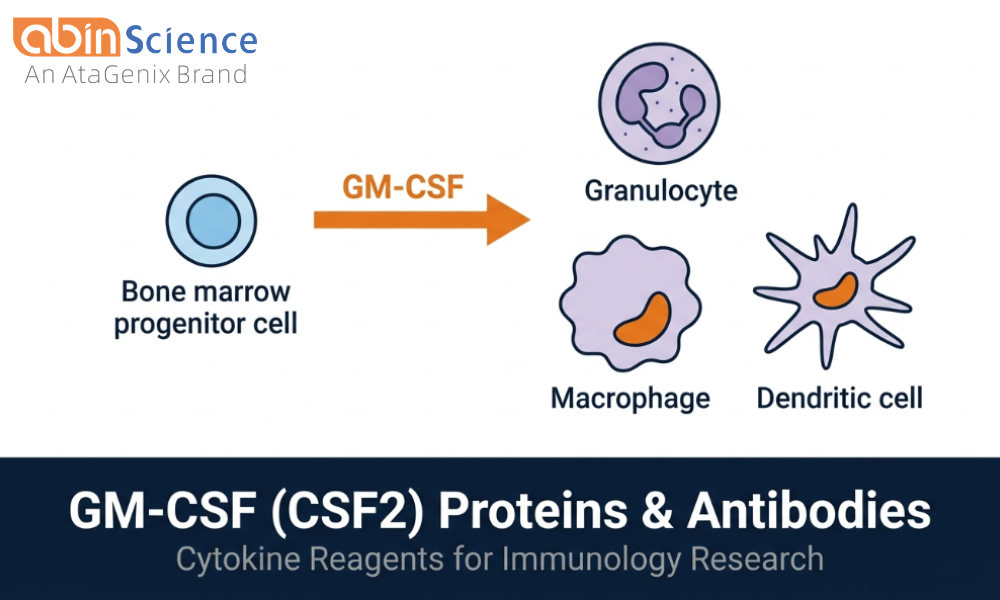GM-CSF (CSF2) Proteins & Antibodies &mdash; Cytokine Reagents for Immunology Research