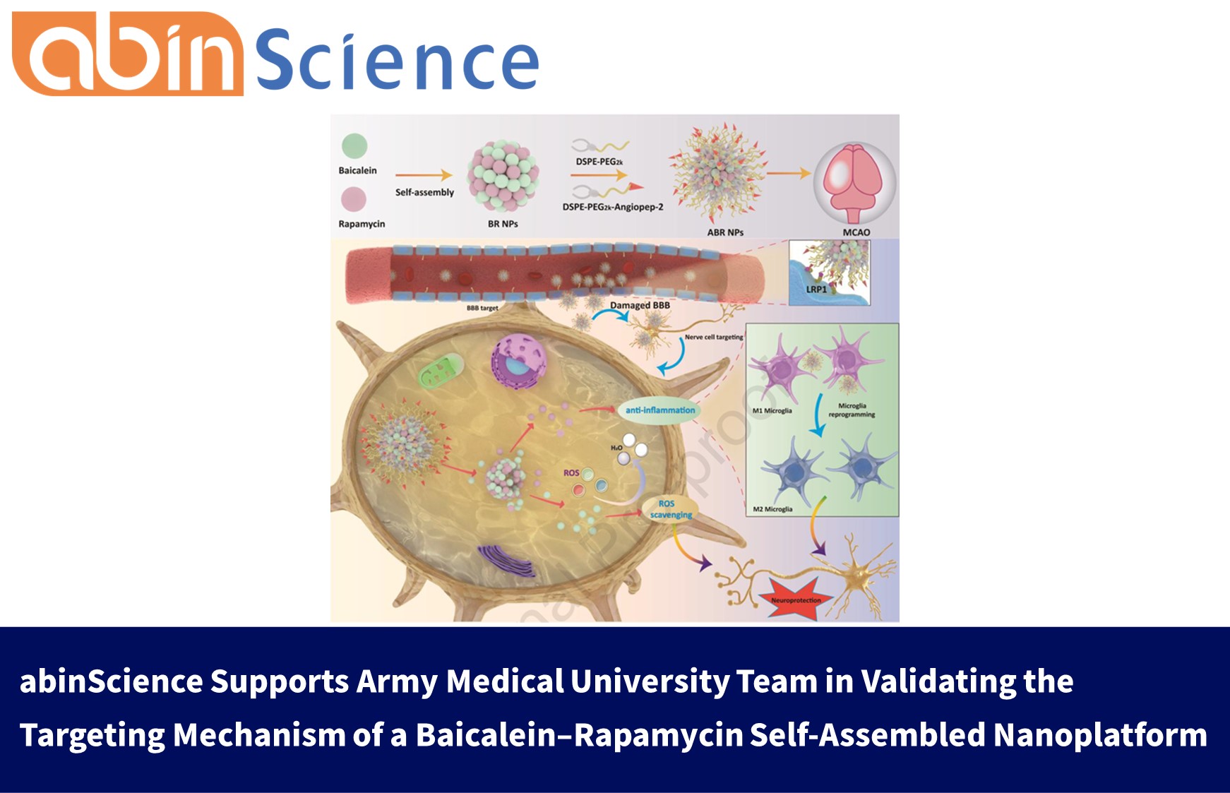 abinScience Supports Army Medical University Team in Validating the Targeting Mechanism of a Baicalein&ndash;Rapamycin Self-Assembled Nanoplatform