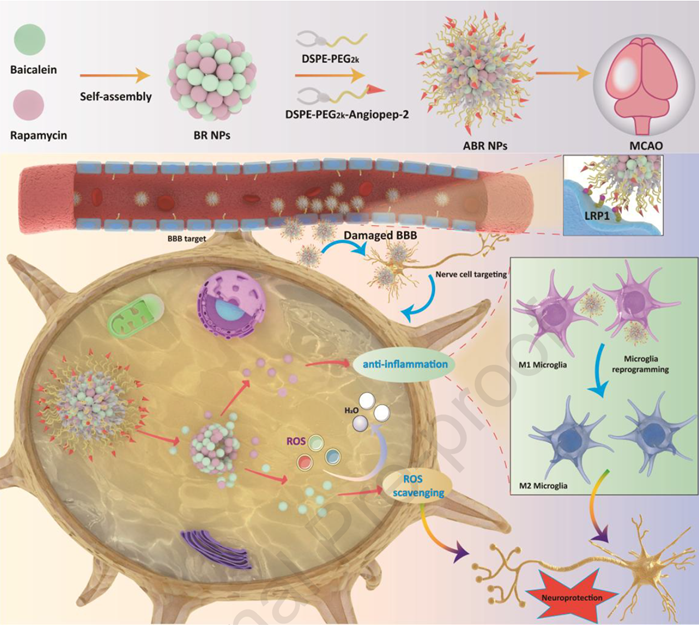 Schematic illustration of ABR NPs construction and their therapeutic mechanism against CIRI