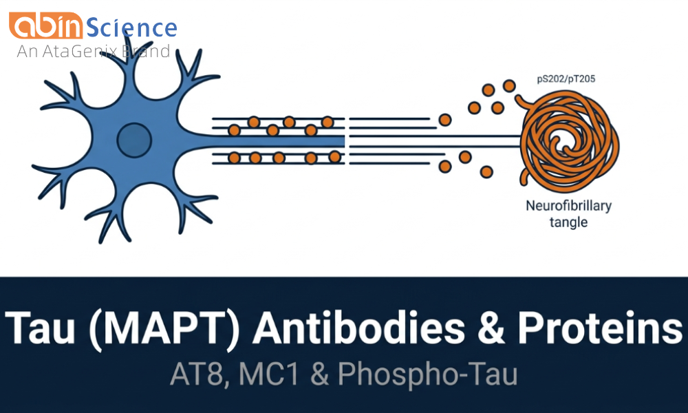 Tau (MAPT) Antibodies & Proteins &mdash; AT8, MC1 & Phospho-Tau for Tauopathy Research