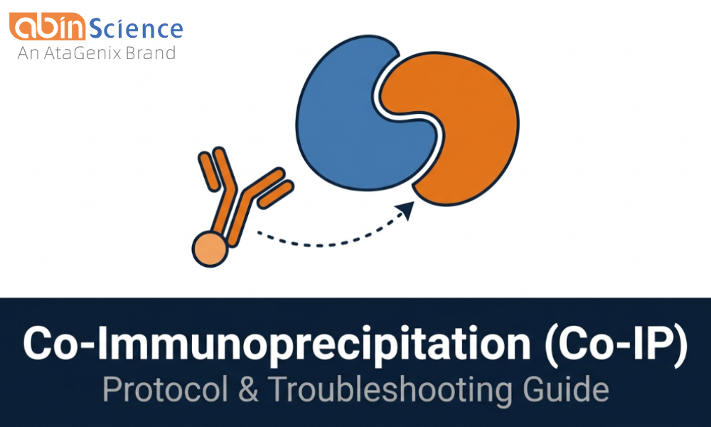  Co-Immunoprecipitation (Co-IP): Protocol, Antibody Selection & Troubleshooting