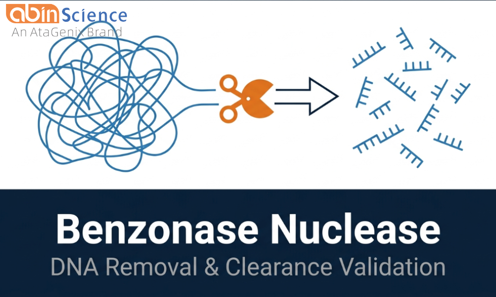 Benzonase Nuclease & Anti-Benzonase Antibodies &mdash; DNA Removal & Clearance Validation