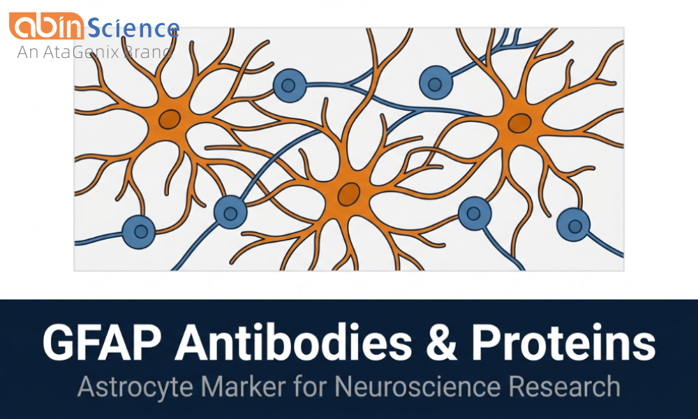 GFAP Antibodies & Proteins &mdash; Astrocyte Marker for Neuroscience Research