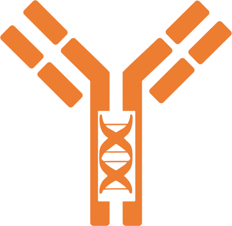 Recombinant Monoclonal Antibodies