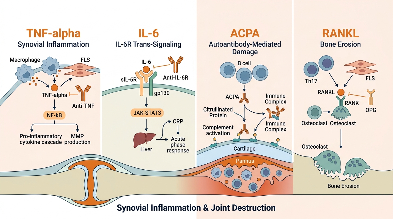 Rheumatoid Arthritis Research Reagents — key pathogenic pathways including TNF-alpha synovial inflammation, IL-6 trans-signaling, ACPA autoimmunity, and RANKL-driven bone erosion