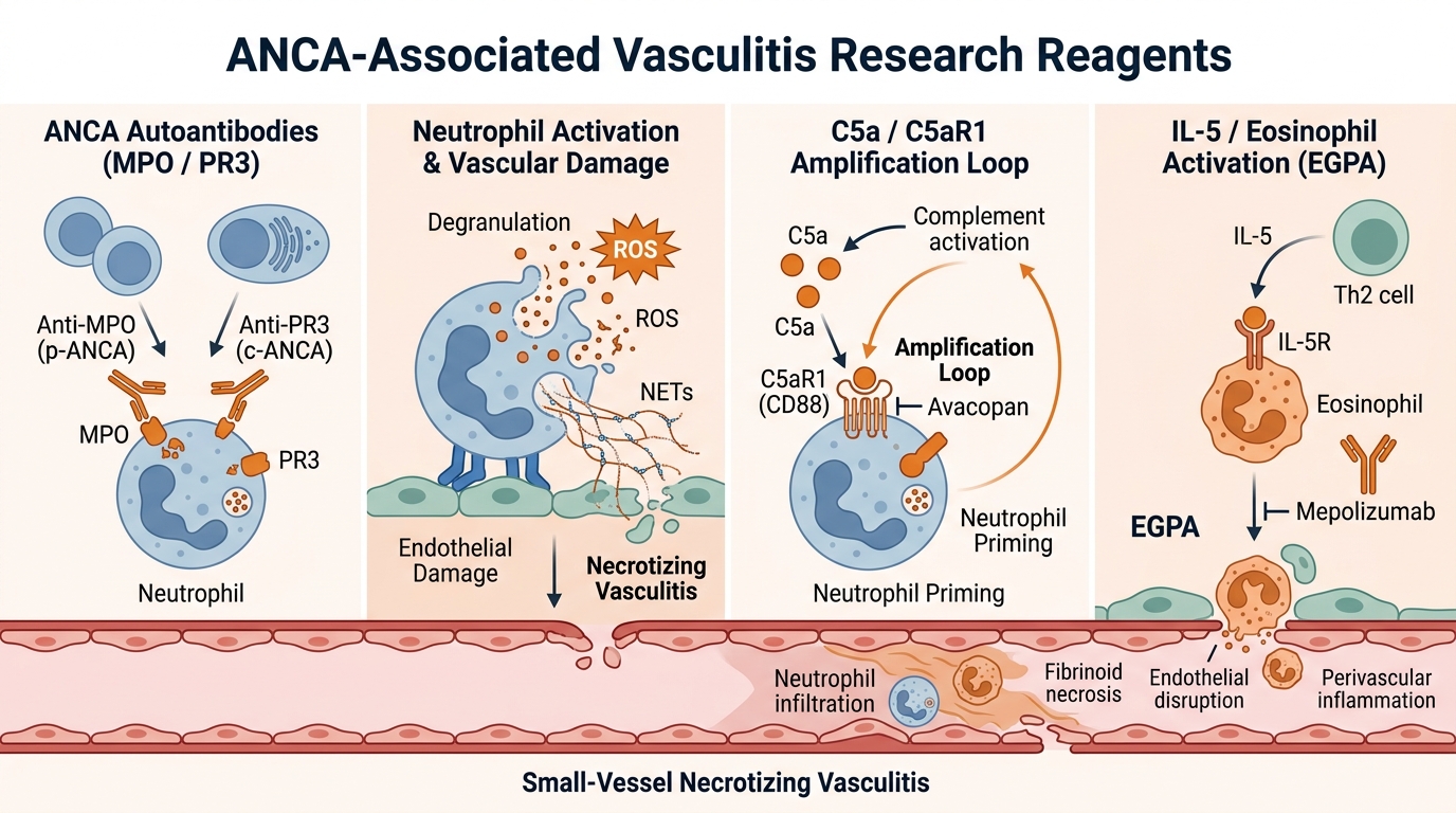 ANCA-Associated Vasculitis Research Reagents — key pathogenic pathways including MPO/PR3 autoantibodies, neutrophil activation, complement C5a/C5aR1 amplification loop, and IL-5/eosinophil-driven EGPA