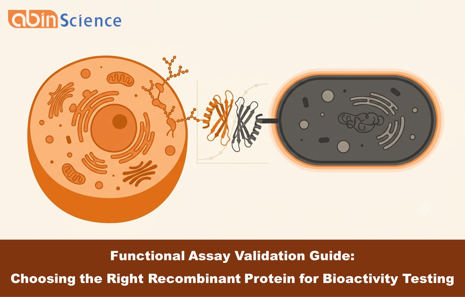 Functional Assay Validation Guide: Choosing the Right Recombinant Protein for Bioactivity Testing
