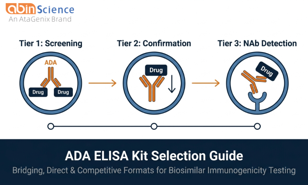 ADA ELISA Kit Selection Guide: Bridging, Direct & Competitive Formats for Biosimilar Immunogenicity Testing