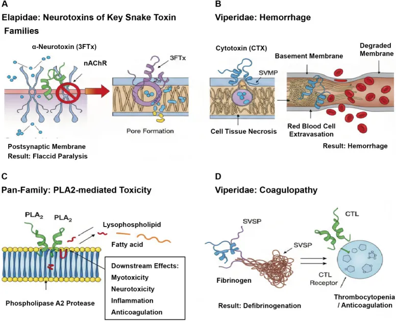Mechanisms of action of major snake venom toxin families