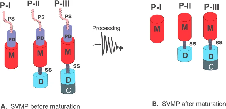 Schematic representation of typical SVMP structures