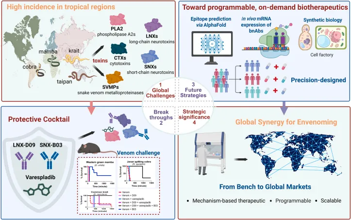 Development strategies for broad-spectrum antivenoms