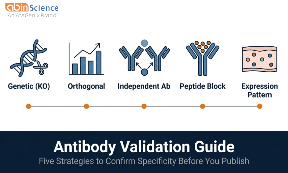 How to Validate Antibody Specificity: Knockout, Peptide Block & Orthogonal Strategies