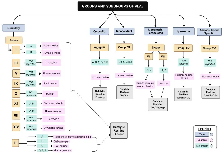 Groups and subgroups of Phospholipase A2 (PLA2)