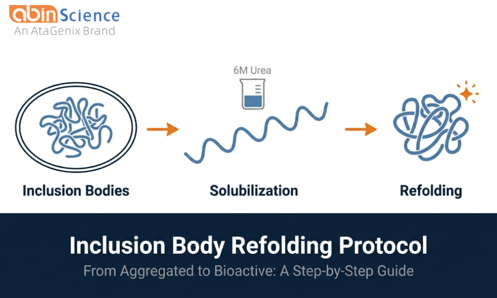 Recombinant Protein Refolding from Inclusion Bodies: Protocol & Troubleshooting Guide