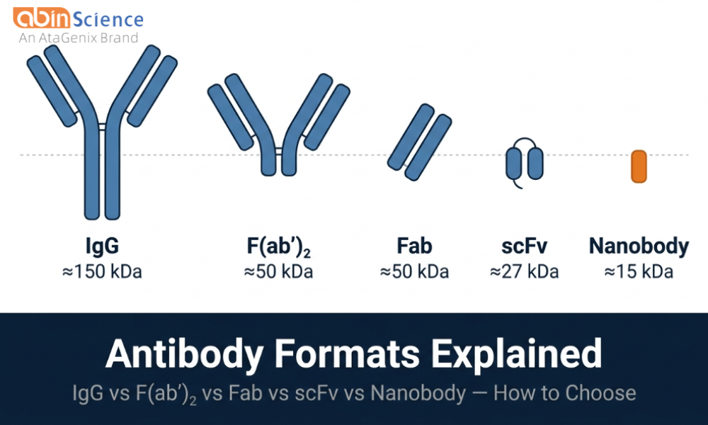 Antibody Formats Explained: Full-Length IgG vs F(ab')₂ vs Fab vs scFv vs Nanobody