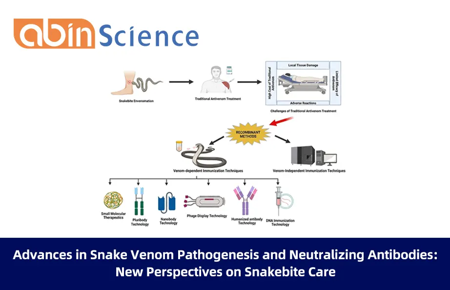 Advances in Snake Venom Pathogenesis and Neutralizing Antibodies: New Perspectives on Snakebite Care