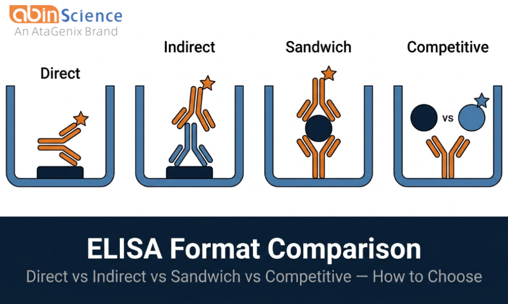 Indirect ELISA vs Sandwich ELISA vs Competitive ELISA: How to Choose the Right Format