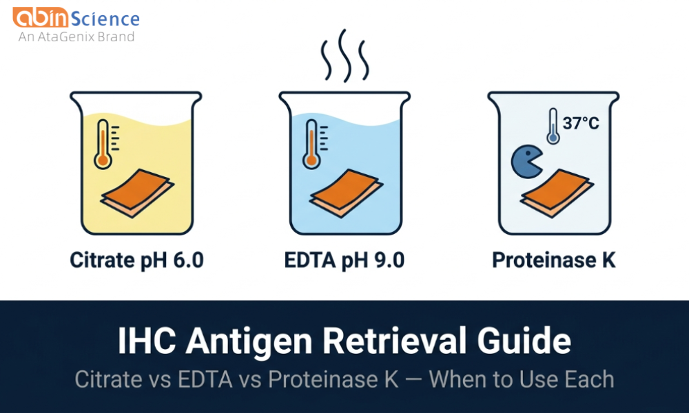 IHC Antigen Retrieval Methods Compared: Citrate vs EDTA vs Proteinase K &mdash; When to Use Each