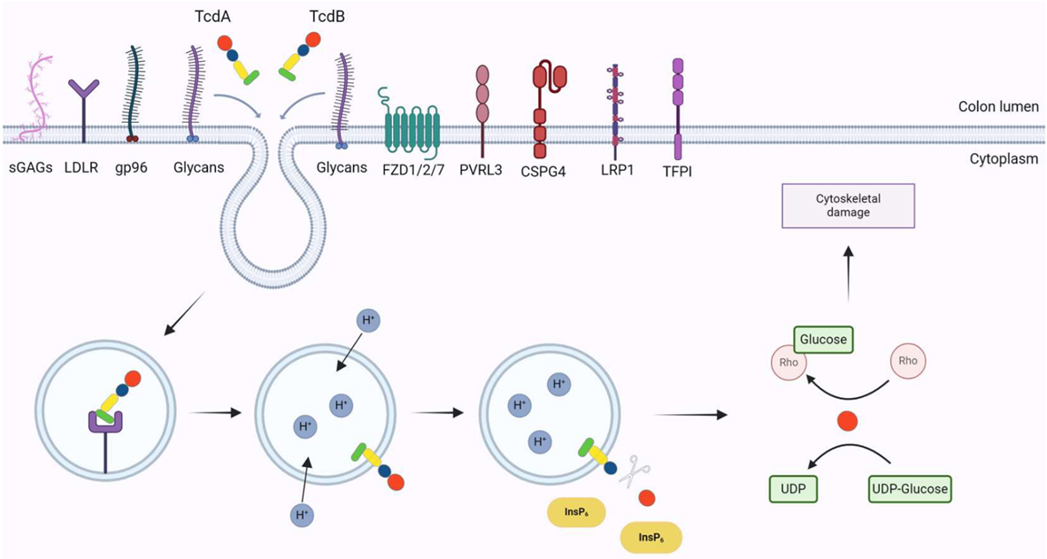 Mechanism of action of TcdA and TcdB