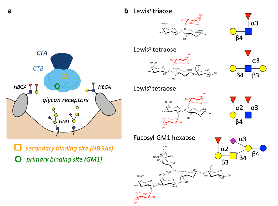 Schematic diagram of cholera toxin and its glycan receptor