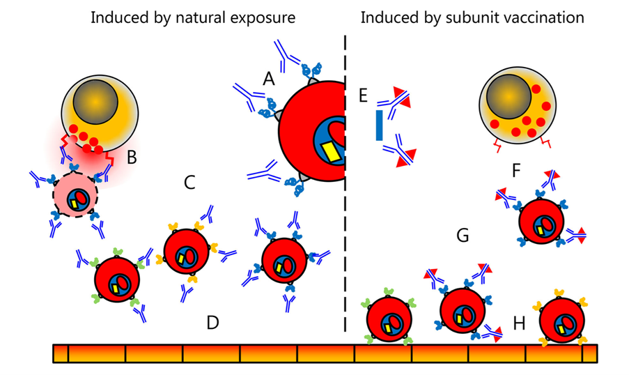 PfEMP1-specific IgG induced by natural infection and subunit vaccination