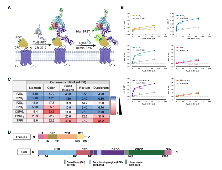 NanoBiT-BRET binding assays define FZD1, 2, and 7 as high-affinity TcdB receptors in the human gastrointestinal tract
