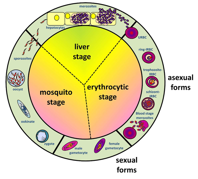Life cycle of Plasmodium, involving Anopheles mosquitoes and the human host