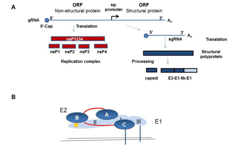 Schematic of CHIKV protein expression and the structure of the envelope glycoproteins E2/E1