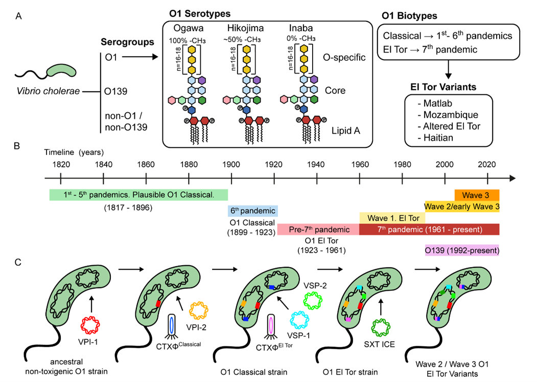 Classification and evolution of Vibrio cholerae