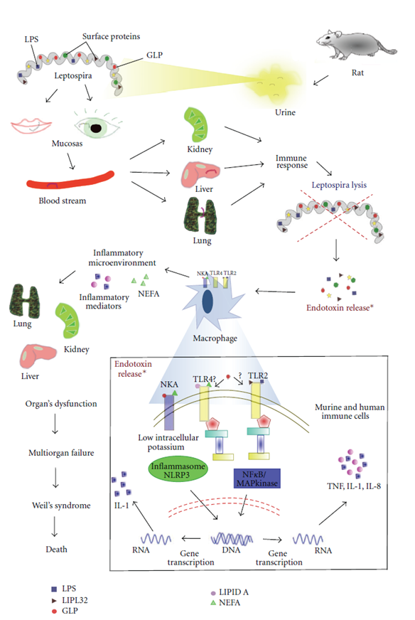 From infection to immune targets in severe leptospirosis