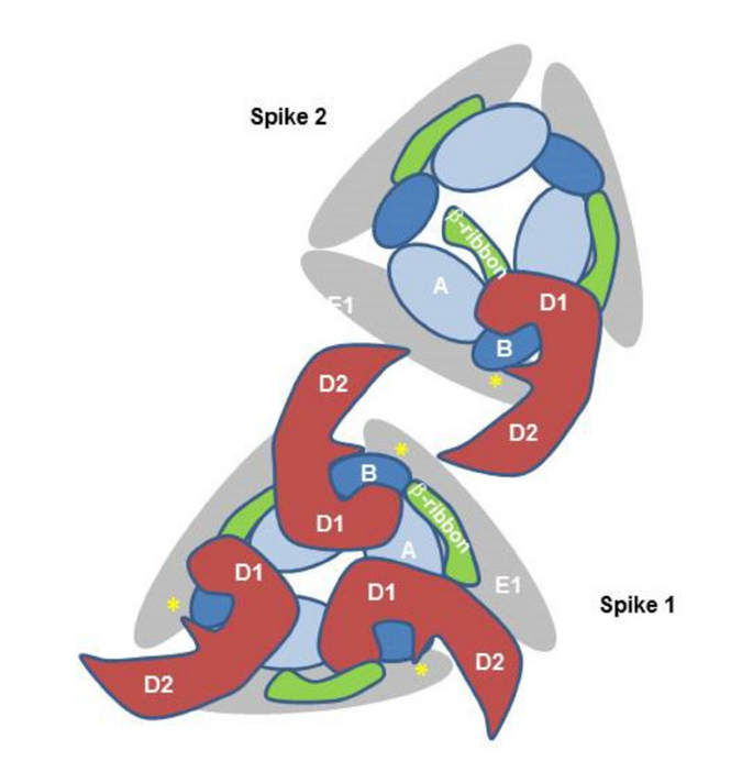 Schematic of the CHIKV E2–E1–Mxra8 interaction