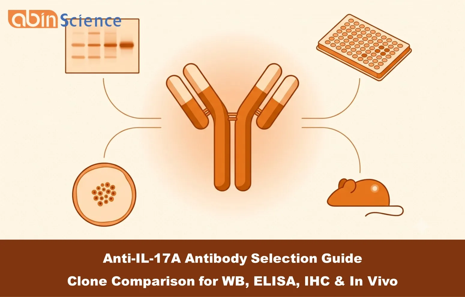 Anti-IL-17A Antibody Selection Guide: Clone Comparison for WB, ELISA, IHC & In Vivo
