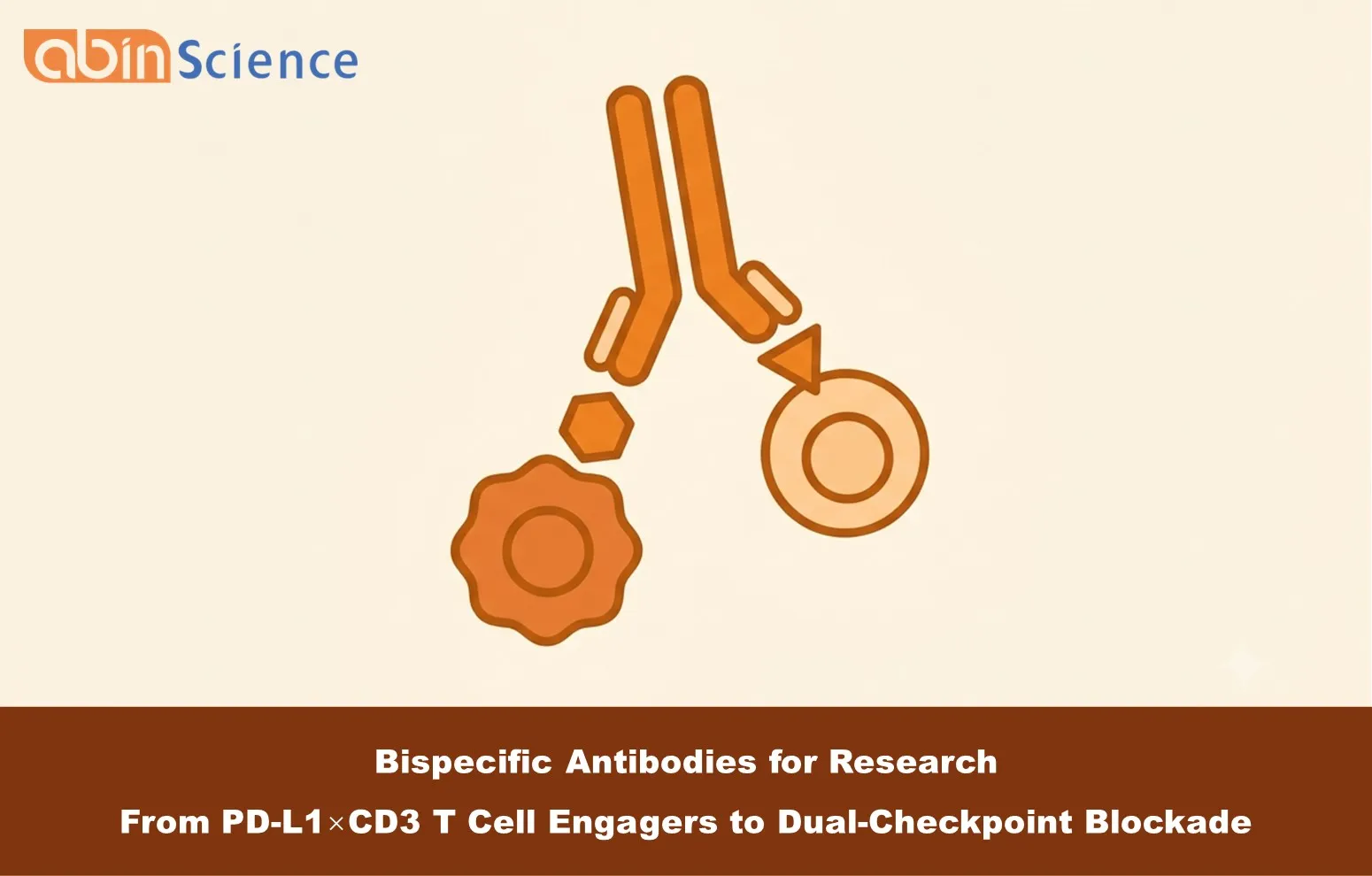 Bispecific Antibodies for Research: From PD-L1&times;CD3 T Cell Engagers to Dual-Checkpoint Blockade