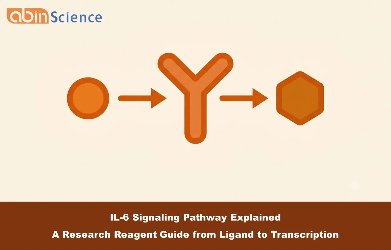 IL-6 Signaling Pathway Explained: A Research Reagent Guide from Ligand to Transcription