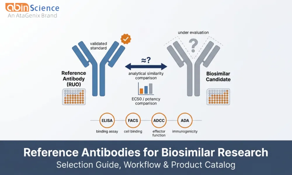 Reference Antibodies for Biosimilar Development: How to Select and Use RUO Standards in Your Characterization Workflow