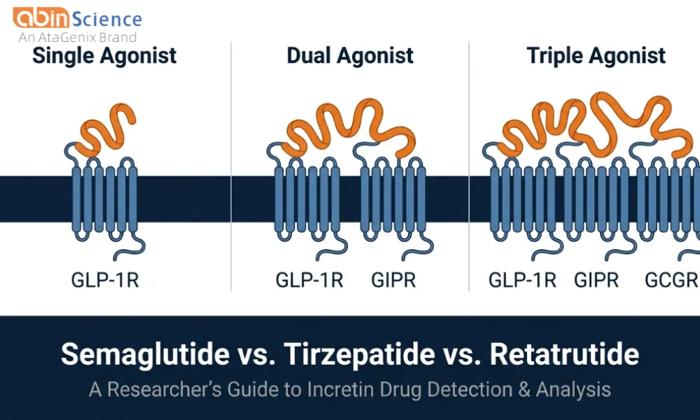 Semaglutide vs Tirzepatide vs Retatrutide: ELISA Kits for GLP-1 Drug Research