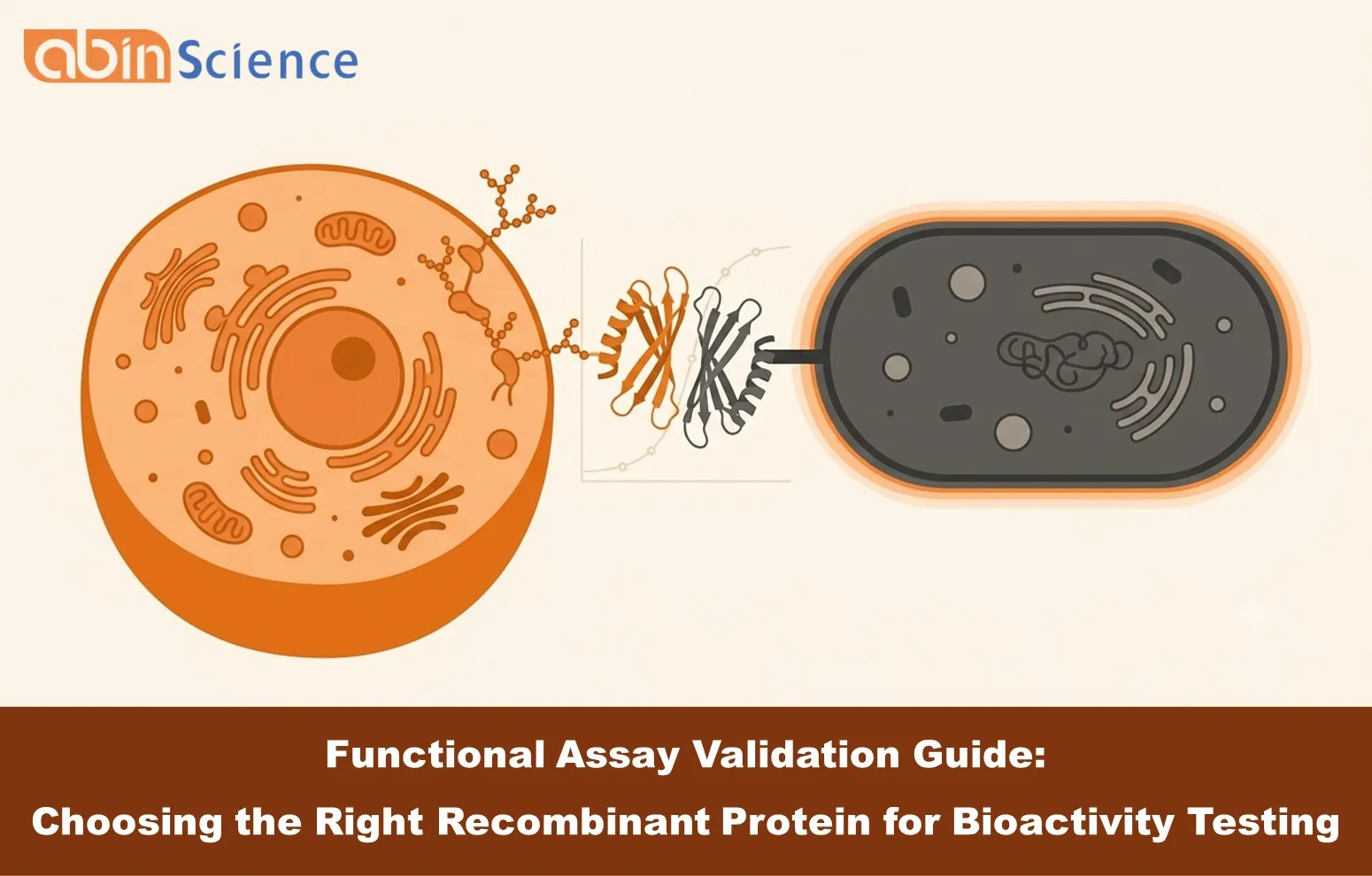 Functional Assay Validation Guide: Choosing the Right Recombinant Protein for Bioactivity Testing