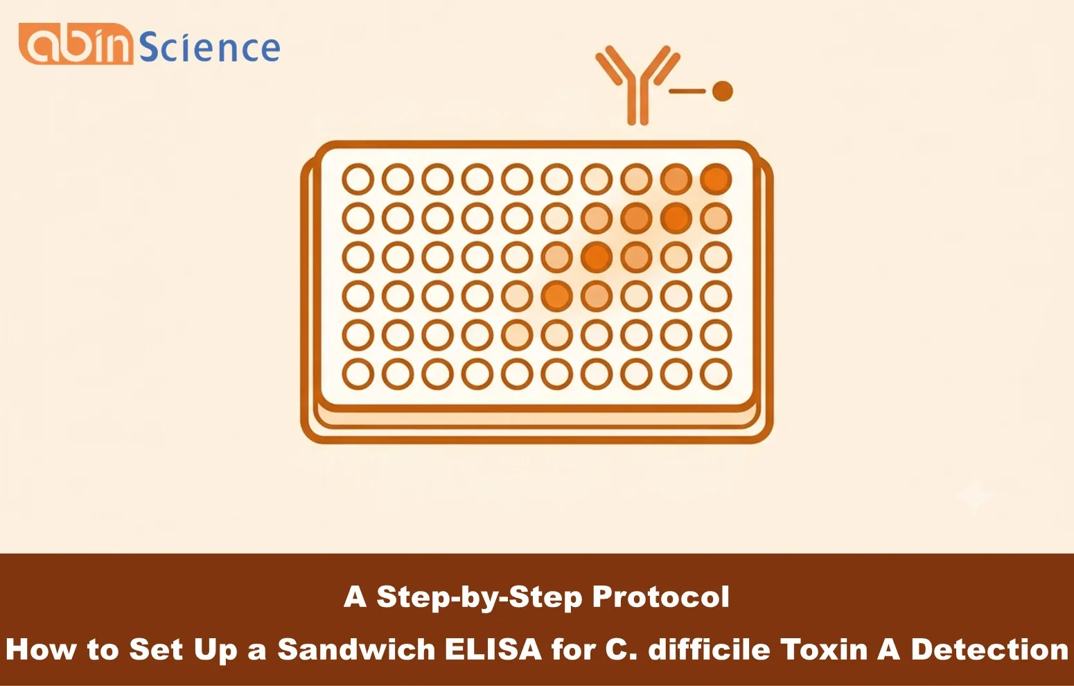 How to Set Up a Sandwich ELISA for C. difficile Toxin A Detection: A Step-by-Step Protocol