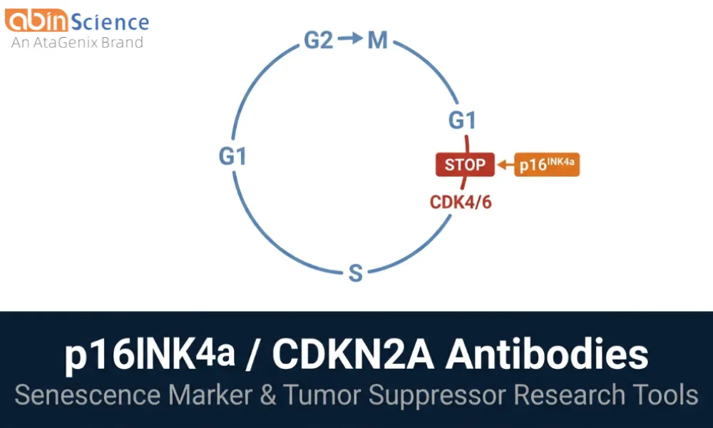 p16INK4a (CDKN2A) Antibodies & Nanobodies &mdash; Senescence & Tumor Suppressor Research