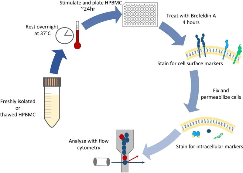 Workflow for intracellular cytokine detection in isolated human peripheral blood mononuclear cells (PBMCs)