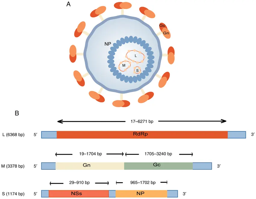 Structure and genome of SFTSV