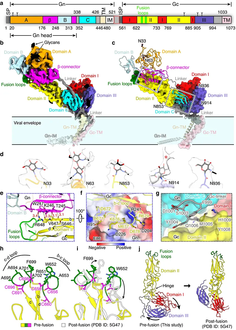 Structure of the SFTSV Gn/Gc heterodimer