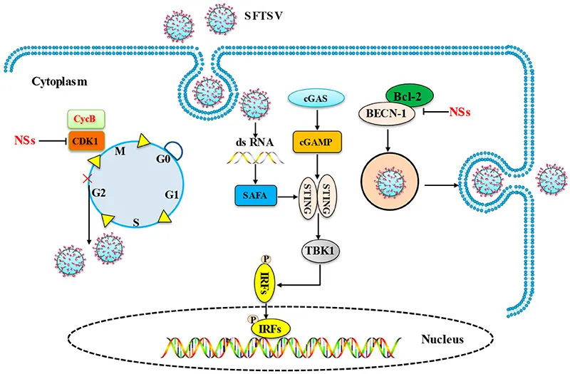 SFTSV immune evasion regulation diagram