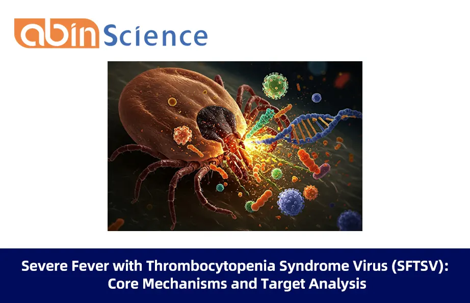 Severe Fever with Thrombocytopenia Syndrome Virus (SFTSV): Core Mechanisms and Target Analysis
